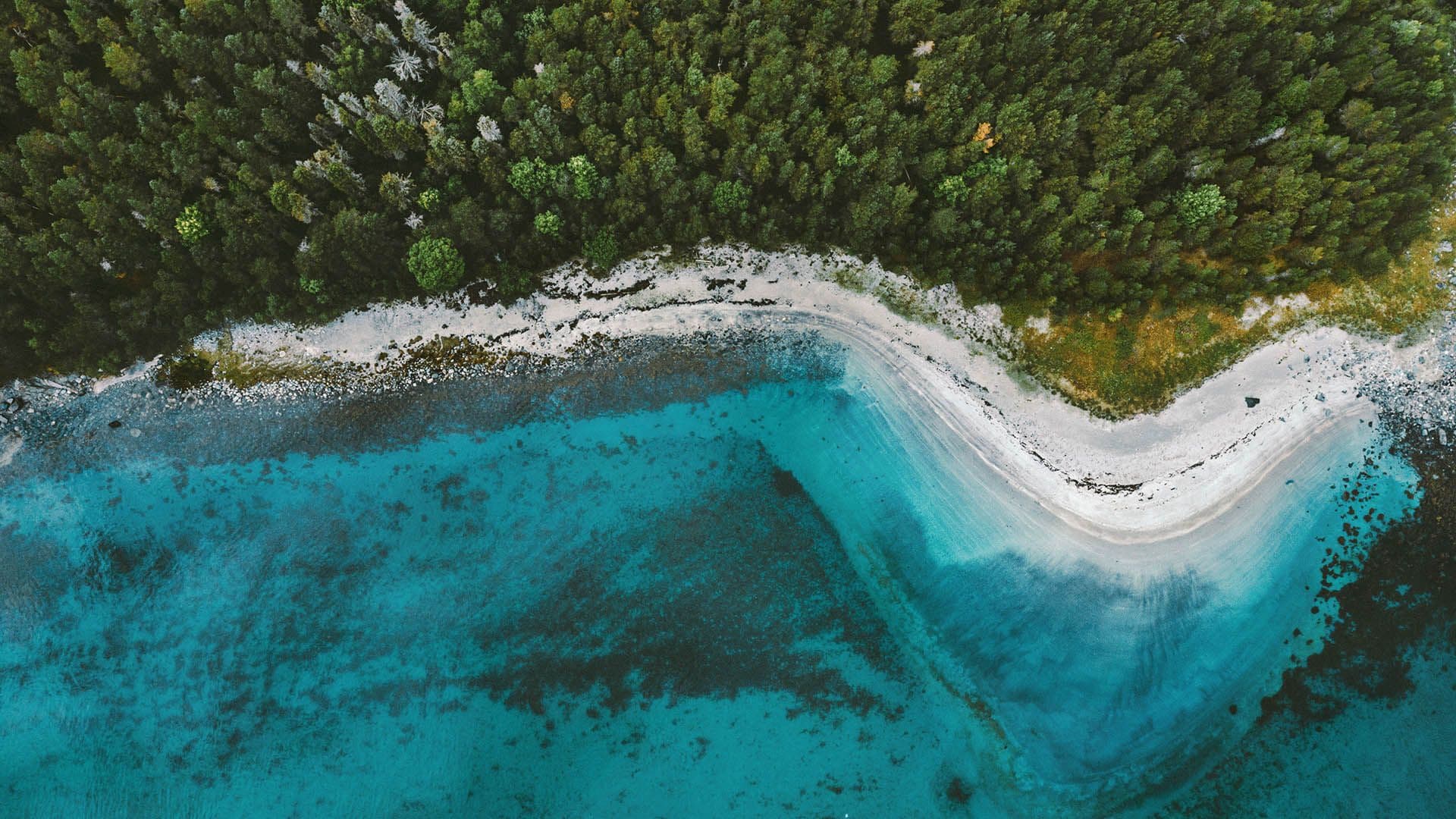 waves meeting a forested landscape